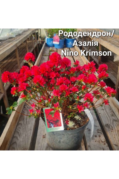 Рододендрон якушиманский Нино Кримсон - 5л/вис.30-40см/Ø30-40см